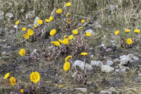 Coltsfoot (Tussilago farfara), Emsland, Lower Saxony, Germany, Europe