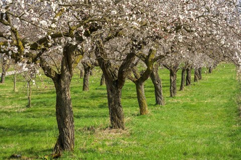 Old apricot trees in bloom, Paudorf, Lower Austria, Austria, Europe
