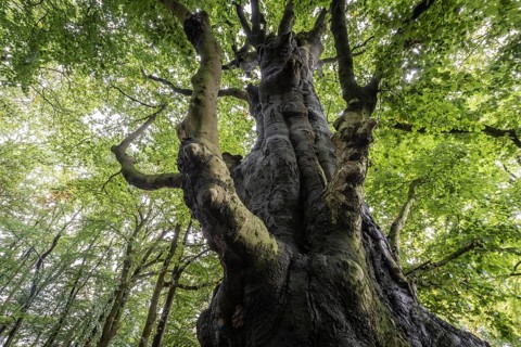 Old copper beech (Fagus sylvatica), Emsland, Lower Saxony, Germany, Europe