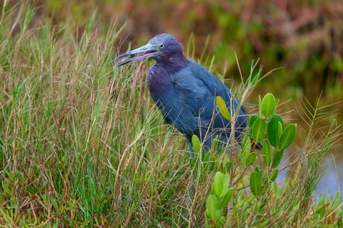 Great Blue Heron (Egretta caerulea), in a meadow, Black Point Wildlife Drive, Titusville, Florida,