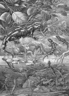 The fire salamander, Salamandra salamandra, in its developmental stages, Historical, digitally