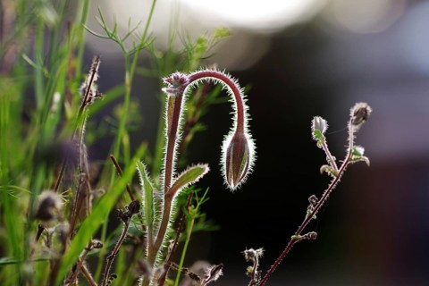 Borage (Borago officinalis), closed flower, hairs, backlight, macro, The hairs of the stem and the