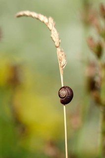 Small snail in a garden, July, Germany, Europe