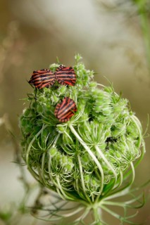 Italian striped bugs (Graphosoma lineatum), July, Saxony, Germany, Europe