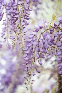 Wisterias (Wisteria) hanging down, lilac-coloured, close-up, background blurred white, Dortmund,