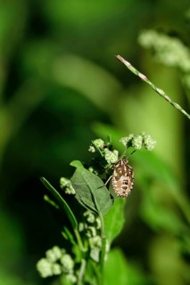 Bug in a garden, summer, Germany, Europe