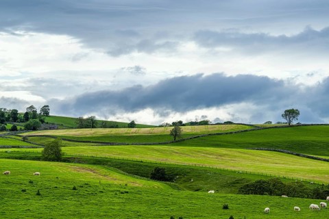 Sheeps and Farms in Yorkshire Dales National Park, North Yorkshire, England, United Kingdom, Europe