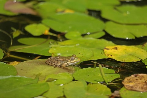 Water frog (Rana esculenta)