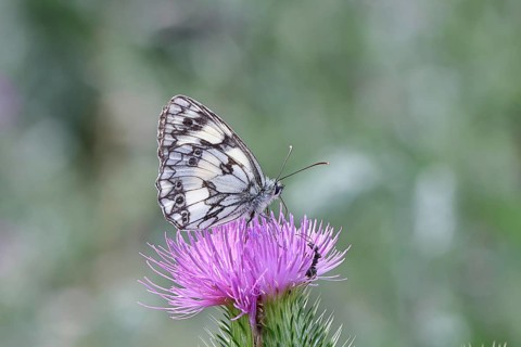 Checkerspot butterfly (Melanargia galathea) on creeping thistle (Cirsium hydrophilum), underside of