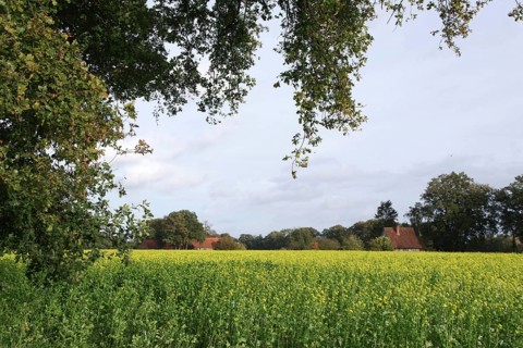 Landscape, White mustard (Sinapis alba), Field, colourful, Autumn, Agriculture, Germany, Colourful