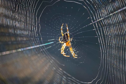 Cross spider (Araneus), garden cross spider (Araneus diadematus) wheel web, garden cross spider,
