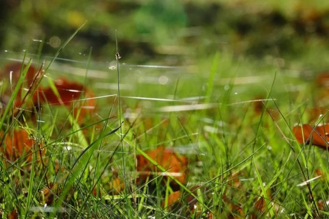 Autumn time, threads of cobwebs in a meadow, Germany, Europe