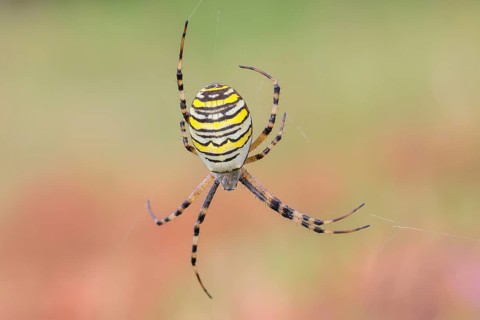 Wasp spider (Argiope bruennichi), also known as zebra spider or tiger spider in a web, Aschendorfer