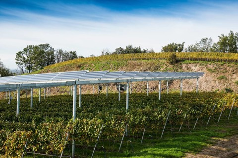 Solar plant in the vineyard, solar cells, solar modules, solar power plant, photovoltaic plant,
