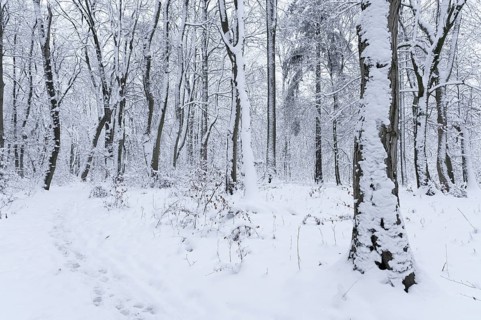 Snow-covered deciduous forest in winter, Hainich National Park, Thuringia, Germany, Europe