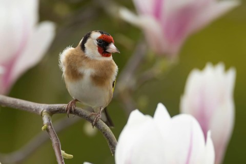 European goldfinch (Carduelis carduelis) adult bird in a flowering garden Magnolia tree in the