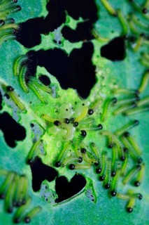 Caterpillars of the cabbage white butterfly, July, Germany, Europe