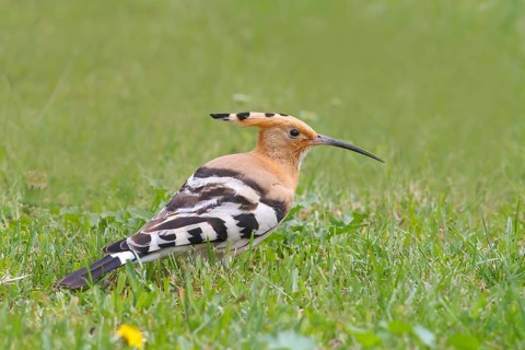 Hoopoe (Upupa epops) sitting in the grass, wildlife, animals, birds, migratory bird, Siegerland,