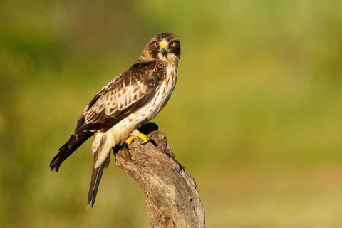 A falcon sits on a branch in nature, surrounded by green, with brown and white feathers