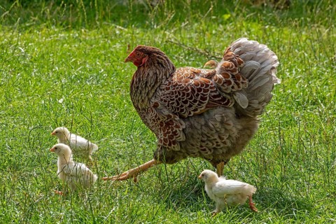 Chicken with chicks, Eime, Leinebergland, Lower Saxony, Germany, Europe