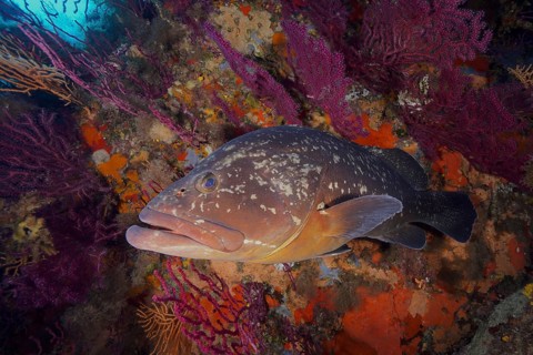 A Dusky Grouper (Epinephelus marginatus) (Mycteroperca marginatus) swims among colourful corals in