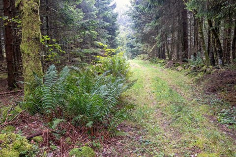 Forest path in a spruce forest with green fern leaves
