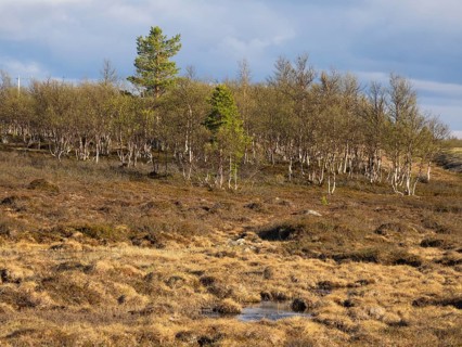 Marsh landscape with Hairy Birch (Betula pubescens) and Pine trees (Pinus sylvestris), May, Finnish