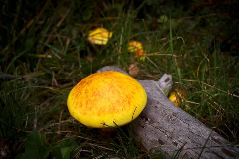 Golden larch mushroom (Suillus grevillei) Golden larch mushroom, Almenweg, Klammeben, Hirzer near