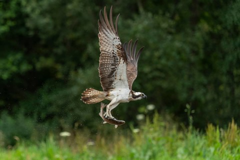 Western osprey (Pandion haliaetus) hunting with a trout, Aviemore, Scotland, Great Britain