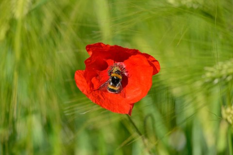 Poppy flowers (Papaver rhoeas) in a green cereal field, flower with a dark bumblebee (Bombus