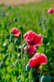 Poppy, (Papaver somniferum), poppy field, Waldviertel grey poppy, poppy village Armschlag,