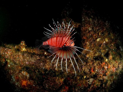 Pacific red lionfish (Pterois volitans), dive site Al Munassir, Qantab, Oman, Asia