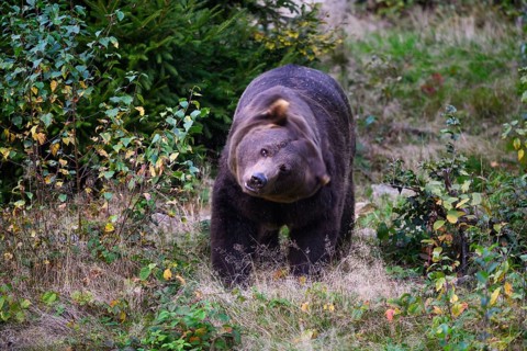 Brown bear (Ursus arctos) shaking its head, captive, Neuschönau enclosure, Bavarian Forest National