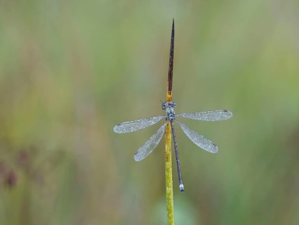 Emerald Damselfly (Lestes sponsa) sits on a rush stalk, the first rays of sunlight dry the wings,