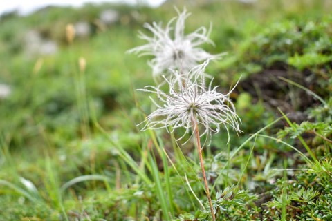 Common pasque flower (Pulsatilla vulgaris), withered fruit, Sölktal, Niedere Tauern, Styria,