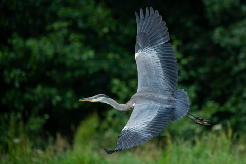 Grey heron (Ardea cinerea) in flight, Aviemore, Scotland, Great Britain