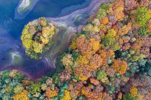 Mixed forest in autumn, colouring, aerial view, forest, autumnal, Ahlhorn fish ponds,