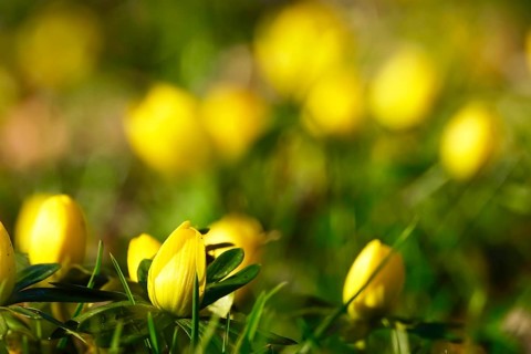 Winter aconites (Eranthis hyemalis), Germany, Europe