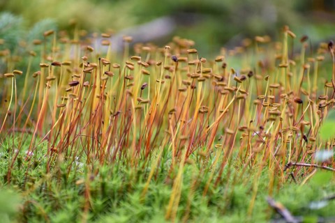 Spore capsules of the golden lady's moss (Polytrichum commune), seen in the Pechschnait near