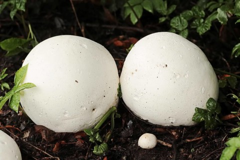 Giant puffball (Langermannia gigantea, Calvatia gigantea), North Rhine-Westphalia, Germany, Europe