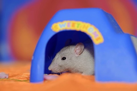 Coloured rat (Rattus novegicus forma domestica), young animal
