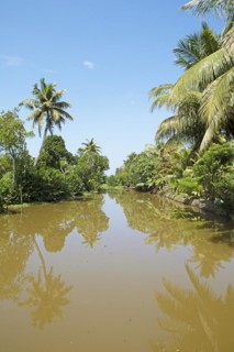 River landscape with palm trees in the canal system of the backwaters, Kerala, India, Asia