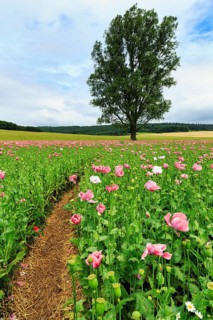 Hiking trail in an opium poppy (Papaver somniferum), solitary tree in a poppy field, pink flowers