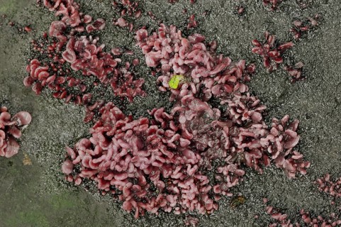 Flesh-red gall tumbler (Coryne dubia, Ascocoryne sarcoides), secondary fruit form or conidial form,