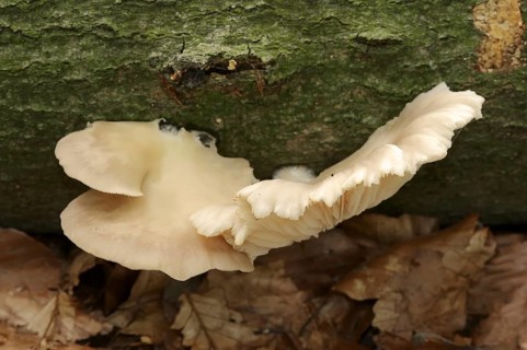 Lung mushroom or indian oyster (Pleurotus pulmonarius), North Rhine-Westphalia, Germany, Europe