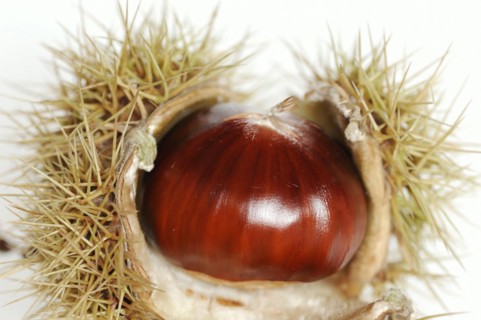 Sweet chestnut or sweet chestnut (Castanea sativa), fruit, chestnut on a white background
