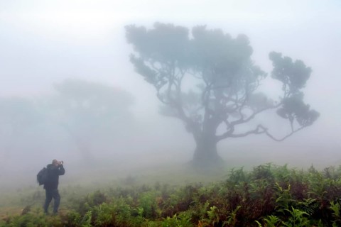 Eine Person neben einem großen Baum umhüllt von dichtem Nebel in einer friedvollen Naturlandschaft,