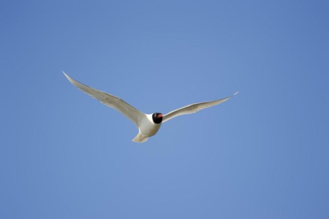 Herring Gull (Ichthyaetus melanocephalus, Larus melanocephalus), flying, Camargue, Provence,