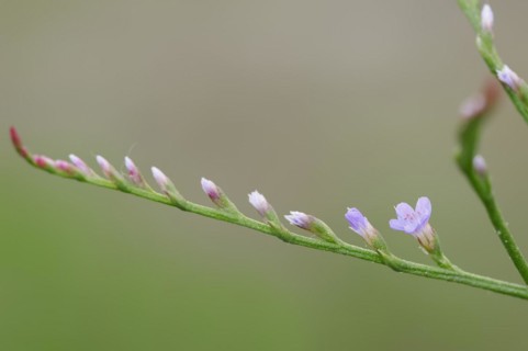 Narrow-leaved sea lilac (Limonium narbonense, Limonium angustifolium), Camargue, Provence, southern