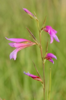 Illyrian gladiolus or wild gladiolus (Gladiolus illyricus), flowers, Camargue, Provence, southern